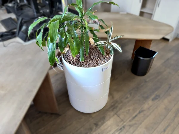 Pflanzkübel mit Zimmerpflanze